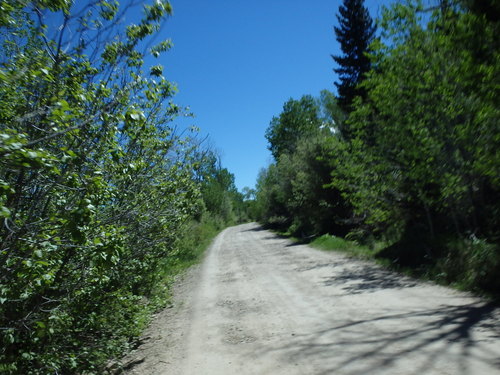GDMBR: Cycling through a woodland grove.